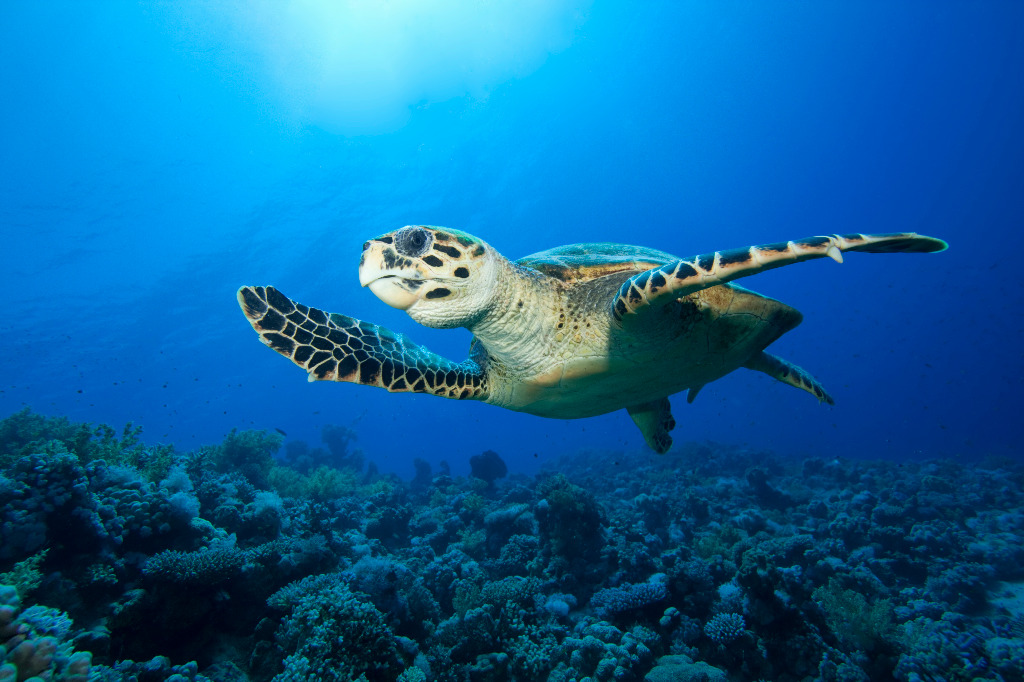 Getting to know the sea turtles of St John