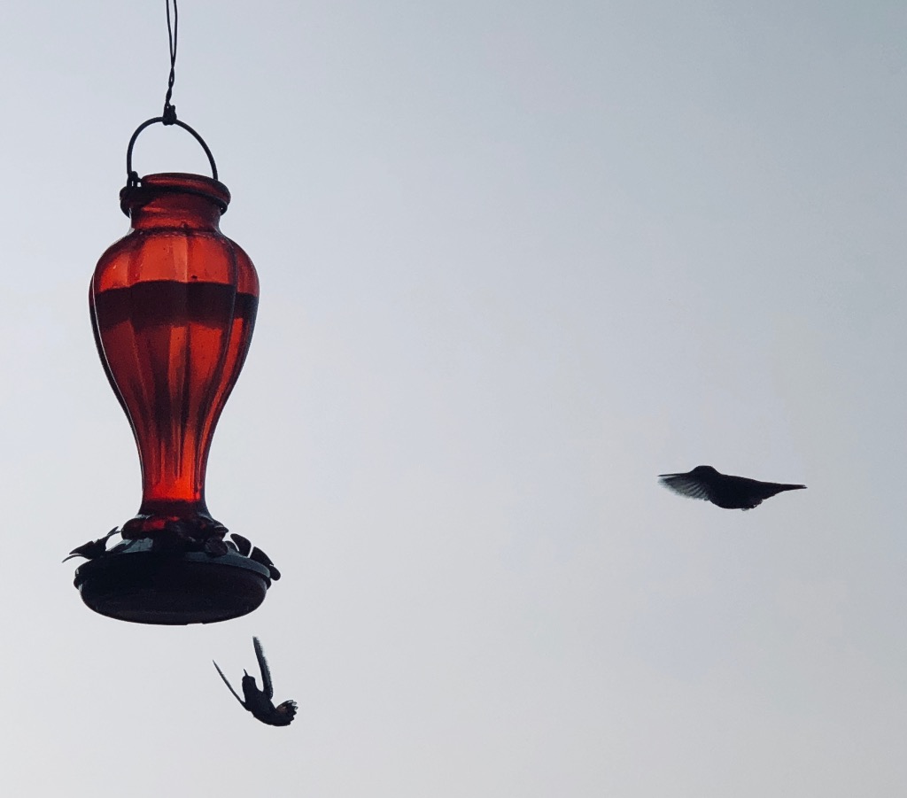 Hummingbirds Carry Messages and Intentions of Love and Joy