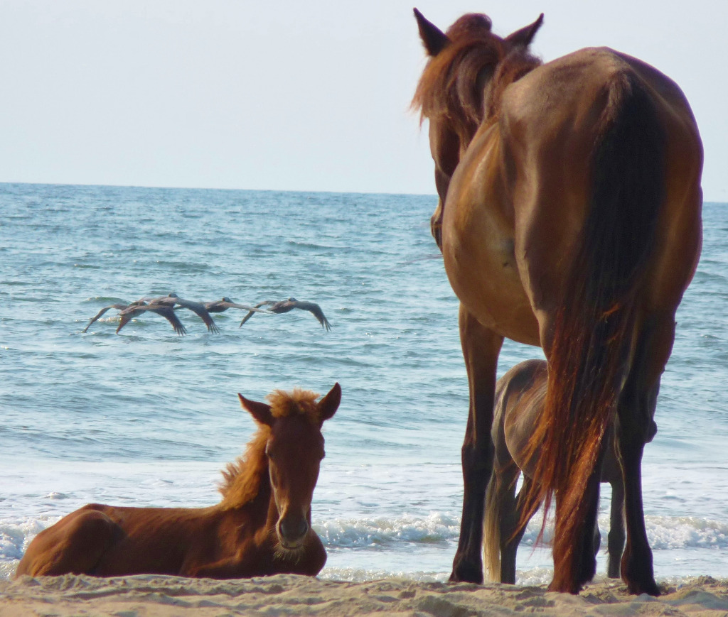 Twin Shores Carova Beach