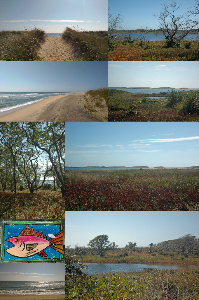 Our favorite walks on Martha's Vineyard