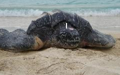 Getting to know the sea turtles of St John
