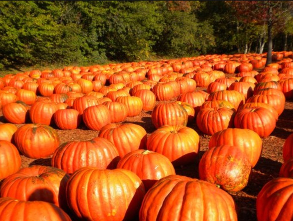 Burt's Farm