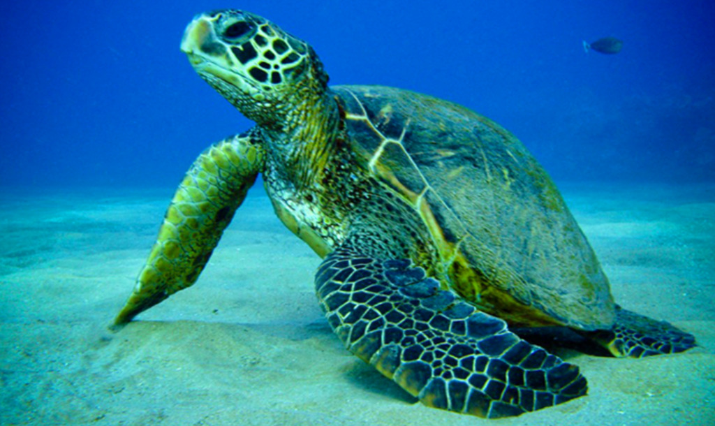 Getting to know the sea turtles of St John