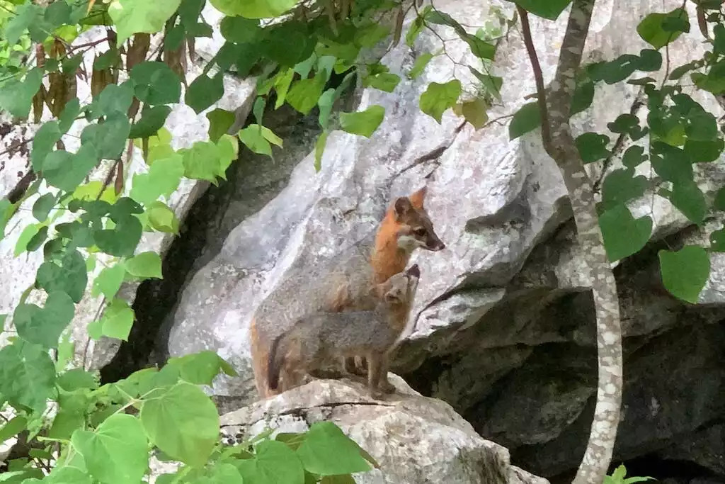 This photo was taken by a guest from our kitchen window! This photo was taken by a guest from our kitchen window! - Fox View Cottage - Rising Fawn