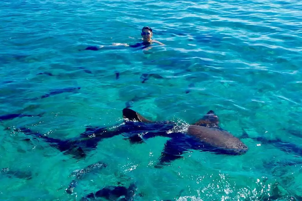 Swimming with sharks! Swimming with sharks! - B2, Sunset Beach Resort, San Pedro - San Pedro