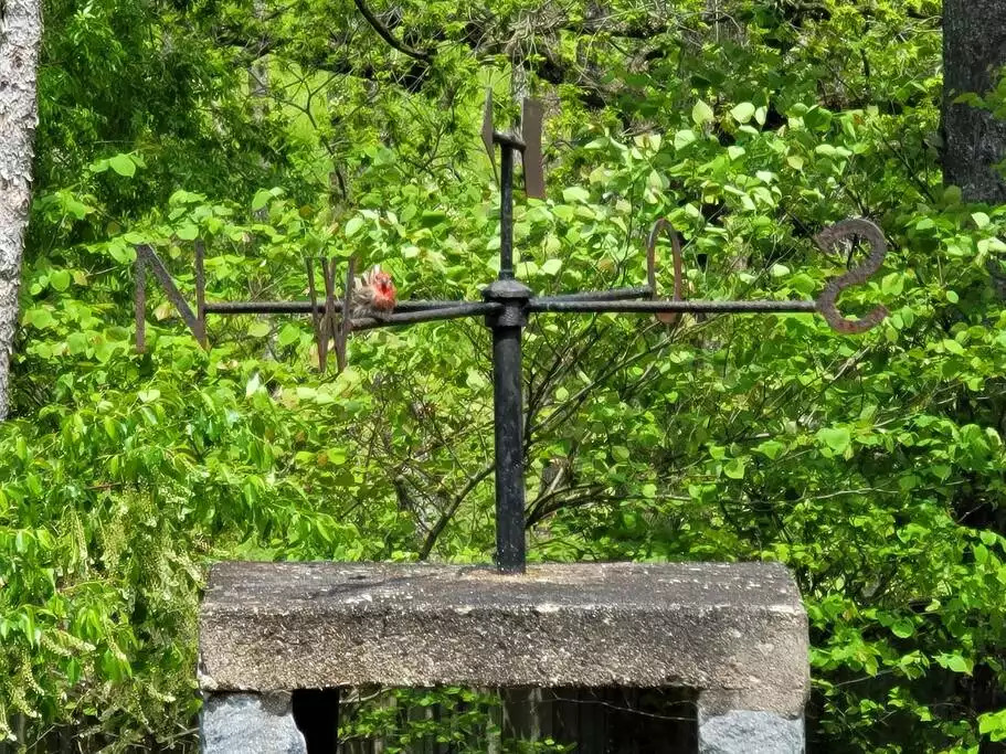 Premier APT wellness nature reserve SwanSanctuary - Birdsboro Premier APT wellness nature reserve SwanSanctuary - Birdsboro