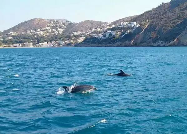 The sea Life @Benissa Costa includes Dolphins The sea Life @Benissa Costa includes Dolphins - MiCasa-Benissa - Moraira