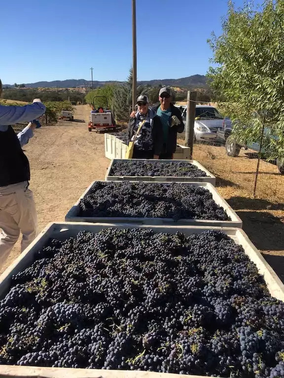 In Oct-Nov, you may see us harvesting. You can help or watch. In Oct-Nov, you may see us harvesting. You can help or watch. - Be Suite - Vineyard Retreat - Paso Robles