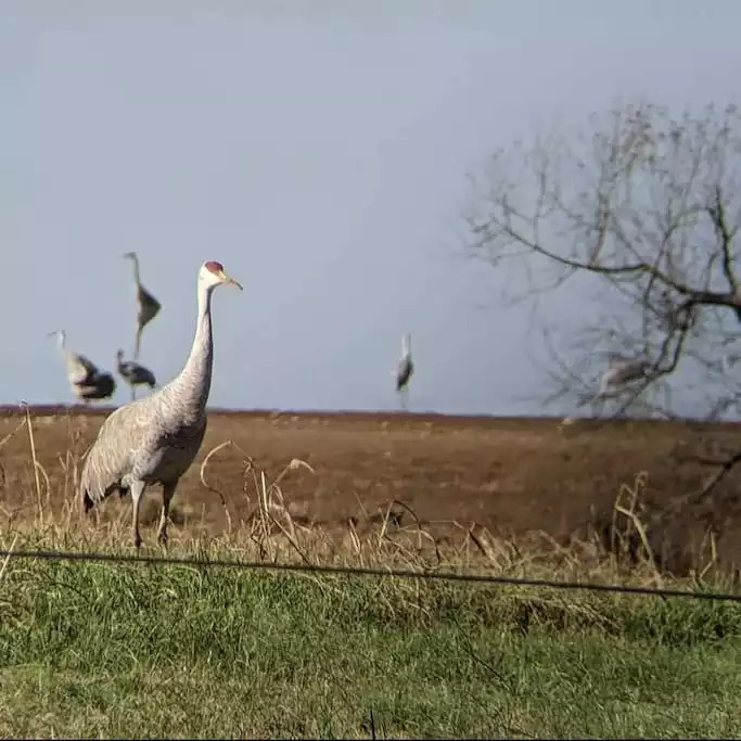 Migratory Sandhill Cranes in the winter. Migratory Sandhill Cranes in the winter. - Modern TN Farmhouse at Lake Chickamauga w/ WiFi - Decatur