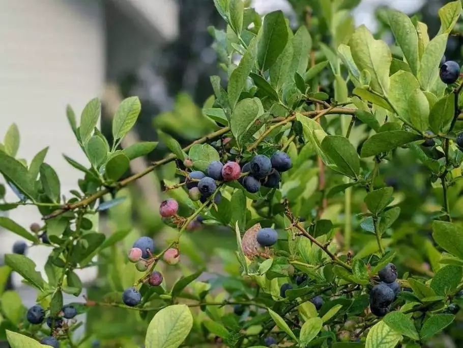 Enjoy blueberries, plums, apples, and pears from our backyard - when in season. Enjoy blueberries, plums, apples, and pears from our backyard - when in season. - Modern TN Farmhouse at Lake Chickamauga w/ WiFi - Decatur