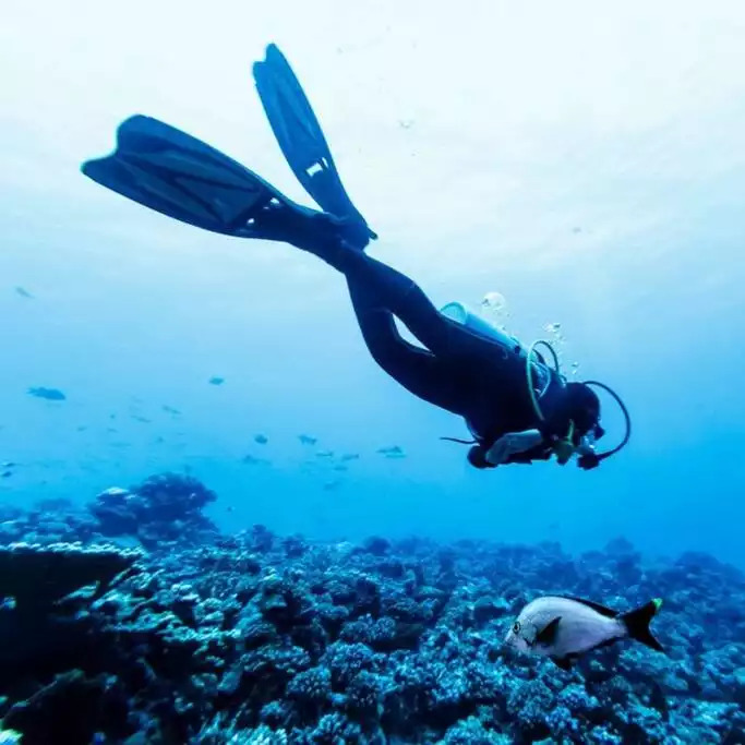 Alabama's Gulf Coast offers several sites for every diver to enjoy. From exotic fish to shipwrecks, there's not a dull moment scuba diving in Orange Beach and Gulf Shores. Alabama's Gulf Coast offers several sites for every diver to enjoy. From exotic fish to shipwrecks, there's not a dull moment scuba diving in Orange Beach and Gulf Shores. - Shipwrecked Beach House Orange Beach, Alabama - Orange Beach