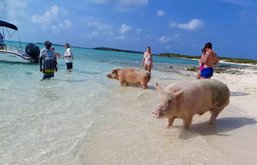 Swimming pigs Swimming pigs - Turtle View - Exuma