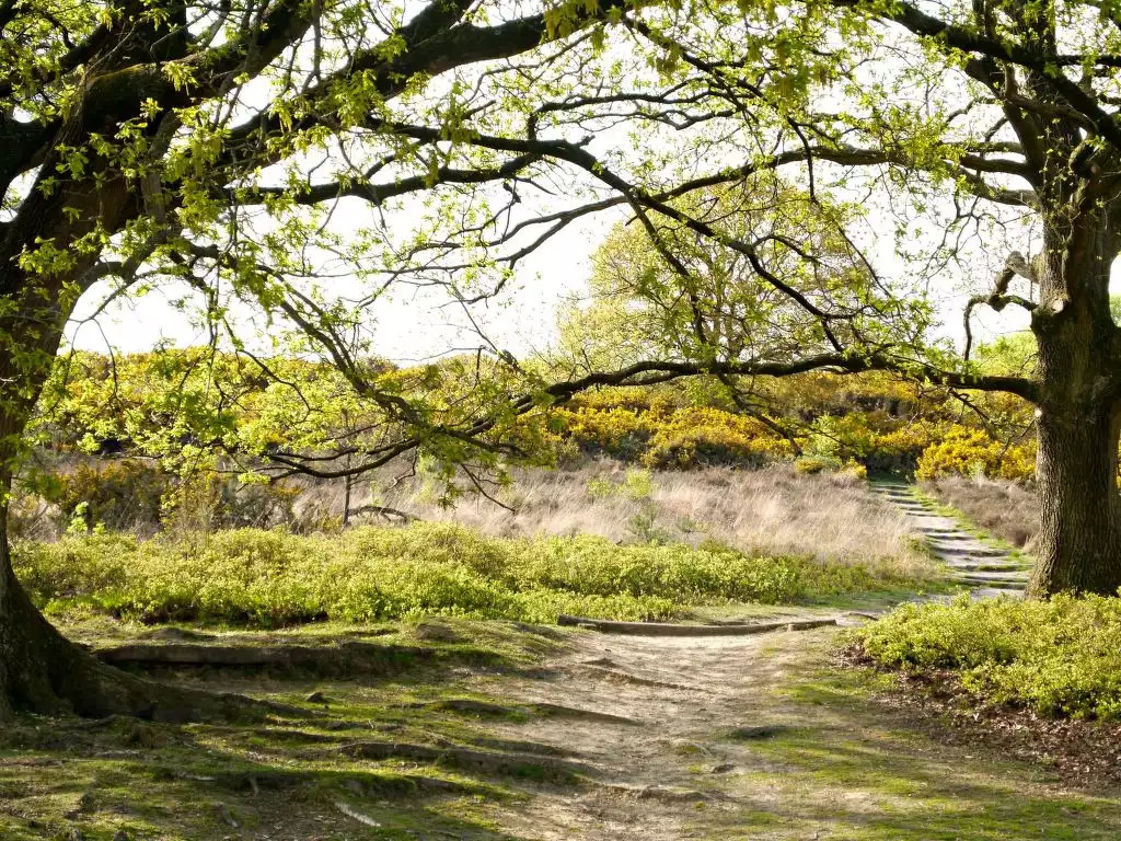 Bosrijk Ruighenrode - Lochem Bosrijk Ruighenrode - Lochem