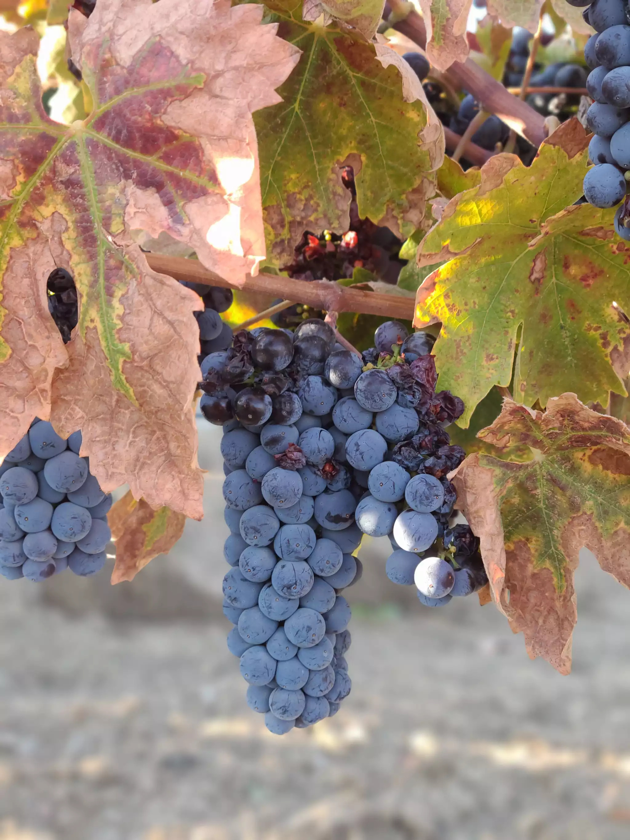 Be Suite - Vineyard Retreat - Paso Robles Be Suite - Vineyard Retreat - Paso Robles