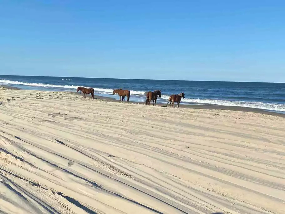 Our beautiful Spanish Mustangs Our beautiful Spanish Mustangs - It’s Always Sunny In Corolla - Corolla