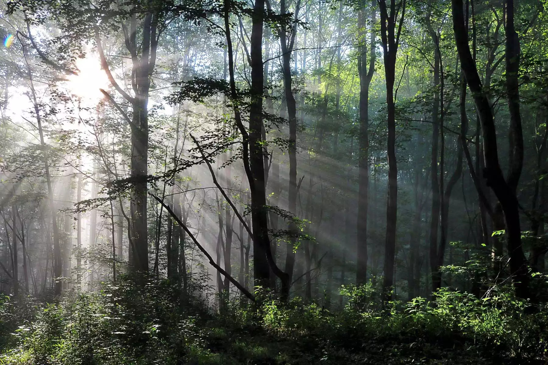 Summer mornings can present itself in many different forms in the Smoky Mountains! Summer mornings can present itself in many different forms in the Smoky Mountains! - The Hive Lodge - Whittier