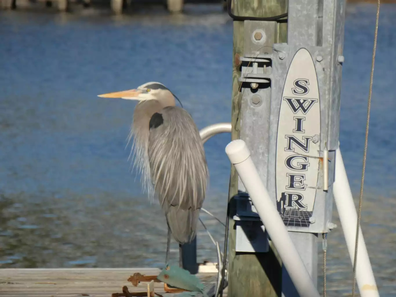 Tons of wildlife around the lagoon Tons of wildlife around the lagoon - Deb's Grand Lagoon 3 BR Home - Panama City Beach