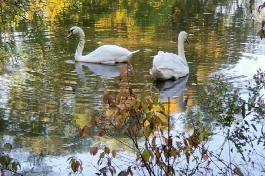 Sanctuaryoftheswan.com extended stay hotel, aparthotel, a WHOLE HOME hotel with only Apartments & Cottage. Dog friendly. A small, private nature reserve with white mute swans, koi & wild life. Make appt to feed swans w/staff. Sanctuaryoftheswan.com extended stay hotel, aparthotel, a WHOLE HOME hotel with only Apartments & Cottage. Dog friendly. A small, private nature reserve with white mute swans, koi & wild life. Make appt to feed swans w/staff. - Premier APT wellness nature reserve SwanSanctuary - Birdsboro