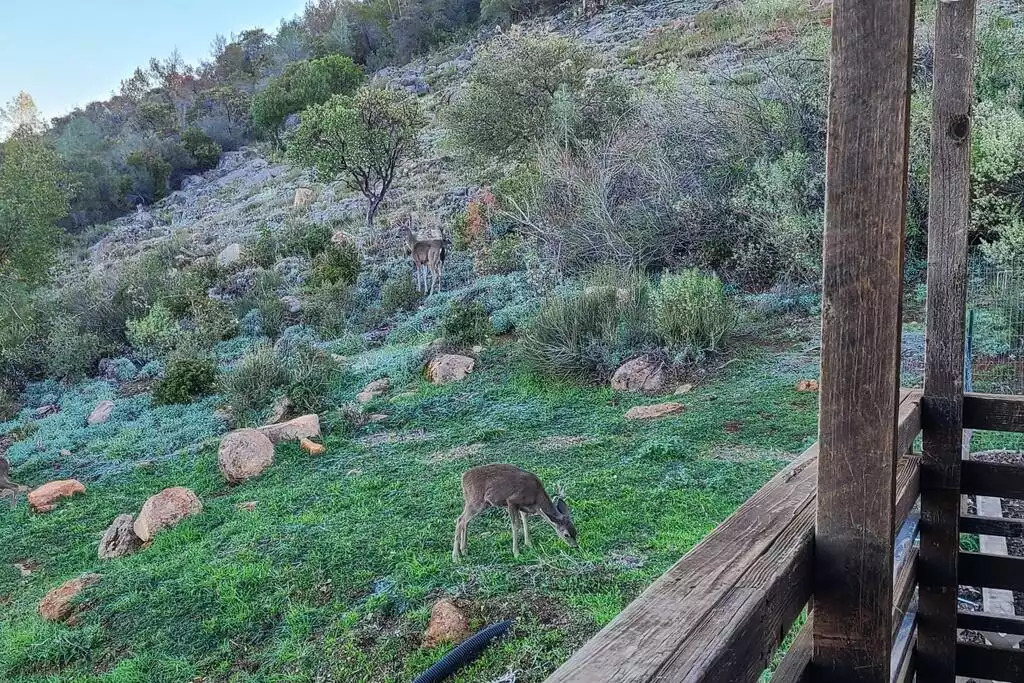 A three member deer family is a regular visitor in the backyard A three member deer family is a regular visitor in the backyard - NEW Unobstructed Lake/Mountain View home, movie rm - Kelseyville