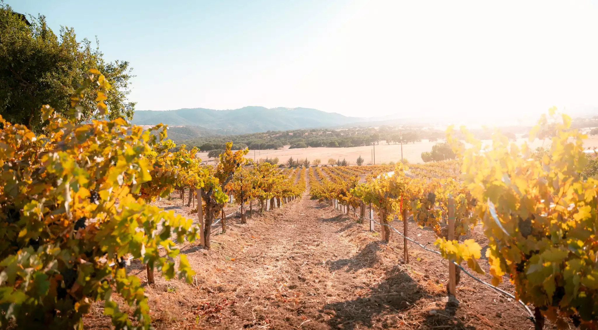 Perfect rows of Zinfandel right from your suite. Perfect rows of Zinfandel right from your suite. - Stay Suite -Vineyard Retreat - Paso Robles