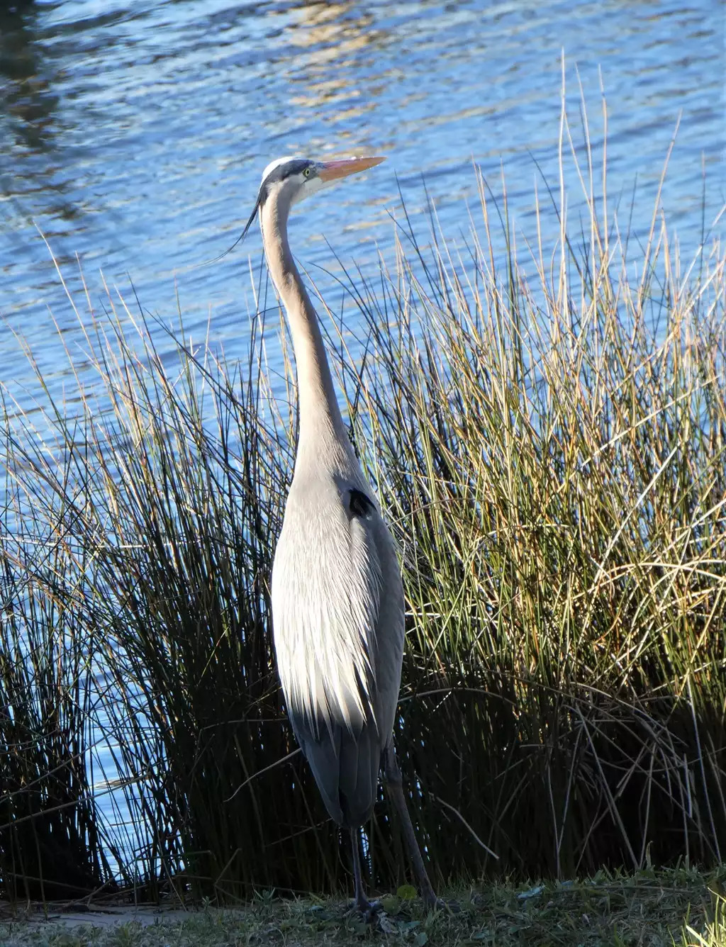 Plenty of wild life on the Lagoon Plenty of wild life on the Lagoon - Deb's Grand Lagoon 3 BR Home - Panama City Beach