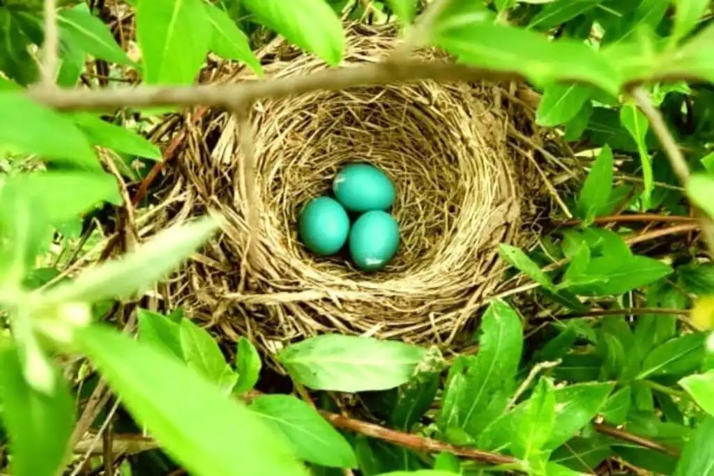 tap, tap, tap, robins ready to be born tap, tap, tap, robins ready to be born - Premier APT wellness nature reserve SwanSanctuary - Birdsboro