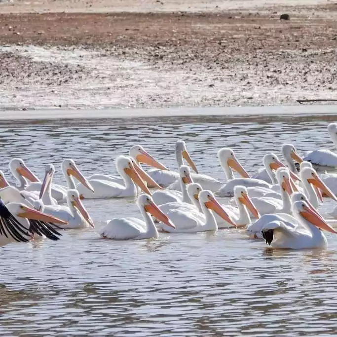 Migratory American White Pelicans in winter. Migratory American White Pelicans in winter. - Modern TN Farmhouse at Lake Chickamauga w/ WiFi - Decatur