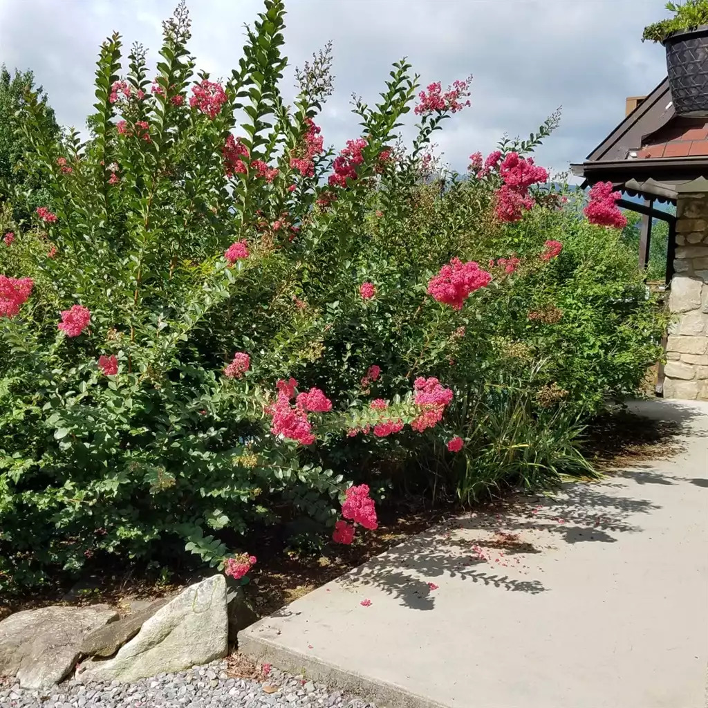 Hibiscus blooms delight the senses Hibiscus blooms delight the senses - Leaping Fawn Lodge - Waynesville