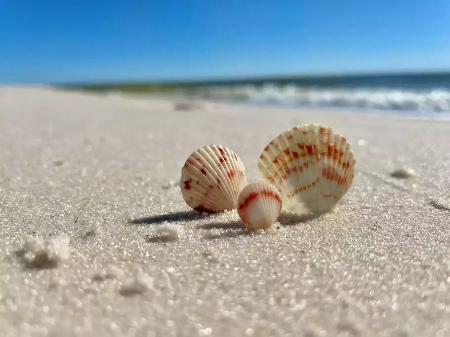 Collecting beautiful and unique seashells on the sugar sand beaches of Orange Beach, Alabama is just one of the things you may enjoy during your stay at "Shipwrecked"! Collecting beautiful and unique seashells on the sugar sand beaches of Orange Beach, Alabama is just one of the things you may enjoy during your stay at "Shipwrecked"! - Shipwrecked Beach House Orange Beach, Alabama - Orange Beach