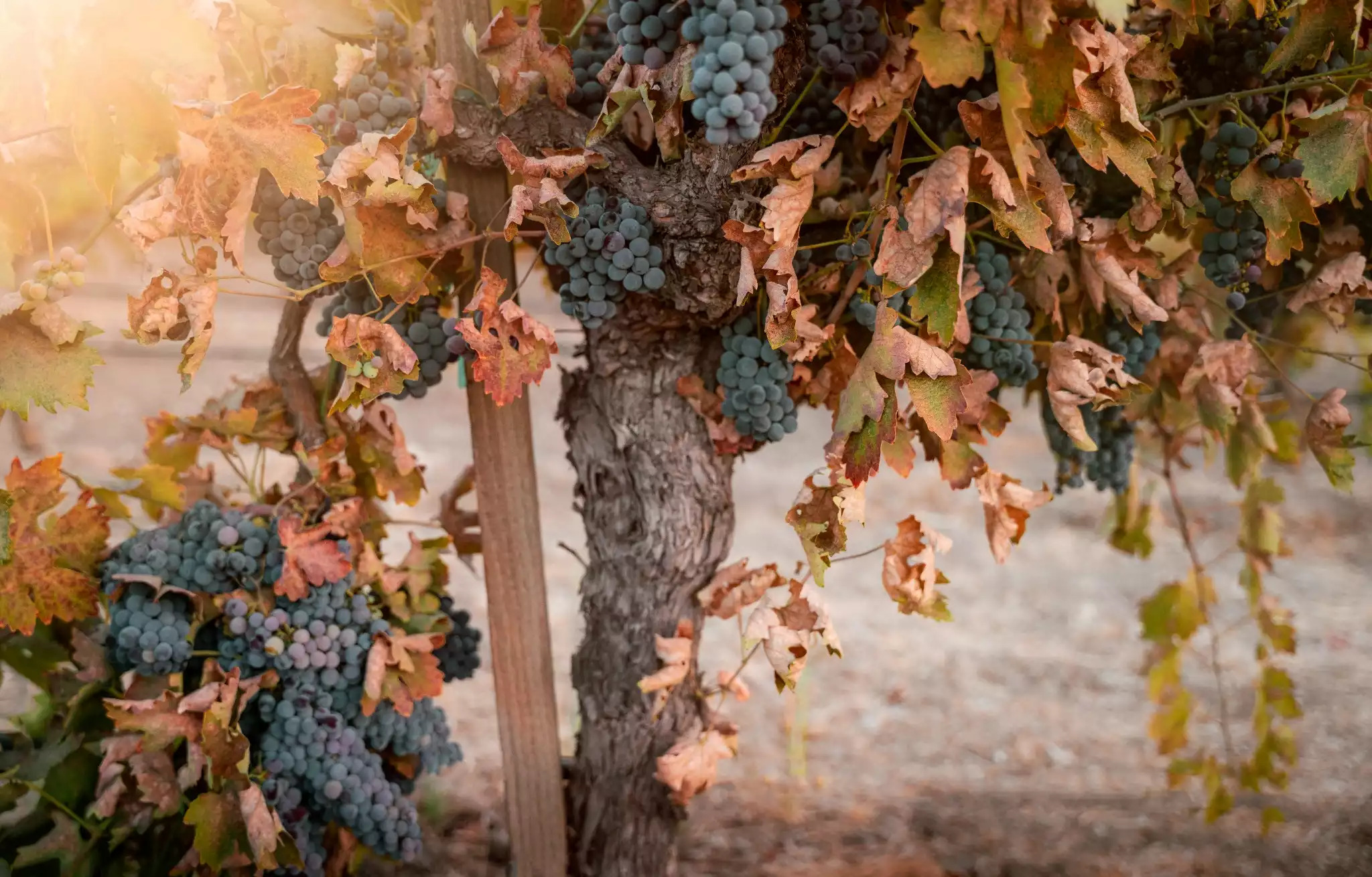 Growing Zinfandel for local wineries. Growing Zinfandel for local wineries. - Be Suite - Vineyard Retreat - Paso Robles