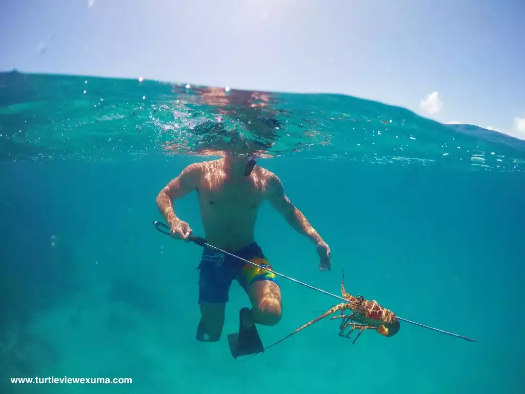 Spearing lobster Spearing lobster - Turtle View - Exuma