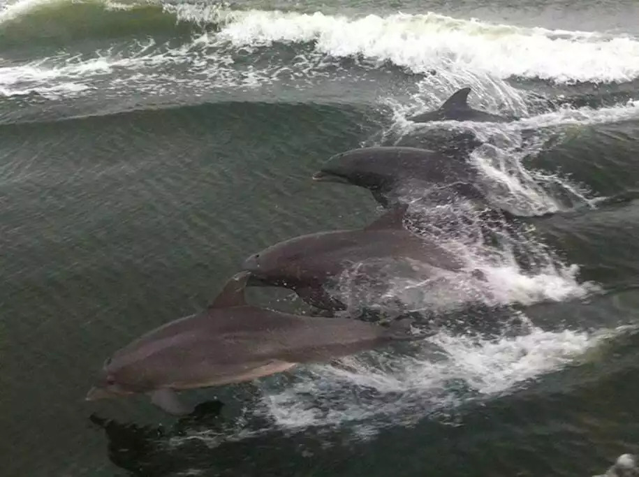 Dolphin cruises are in abundance in the Orange Beach and Gulf Shores area & are available for family fun and most guarantee dolphin sightings! Dolphins may also be seen while jet skiing, dining on the bay or possibly kayaking or paddle boarding. Dolphin cruises are in abundance in the Orange Beach and Gulf Shores area & are available for family fun and most guarantee dolphin sightings! Dolphins may also be seen while jet skiing, dining on the bay or possibly kayaking or paddle boarding. - Shipwrecked Beach House Orange Beach, Alabama - Orange Beach