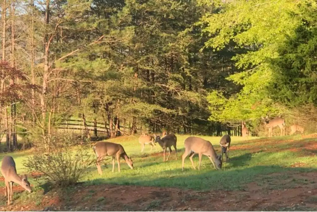 No shortage of wildlife. We counted 12 deer in our front yard! No shortage of wildlife. We counted 12 deer in our front yard! - Fox View Cottage - Rising Fawn