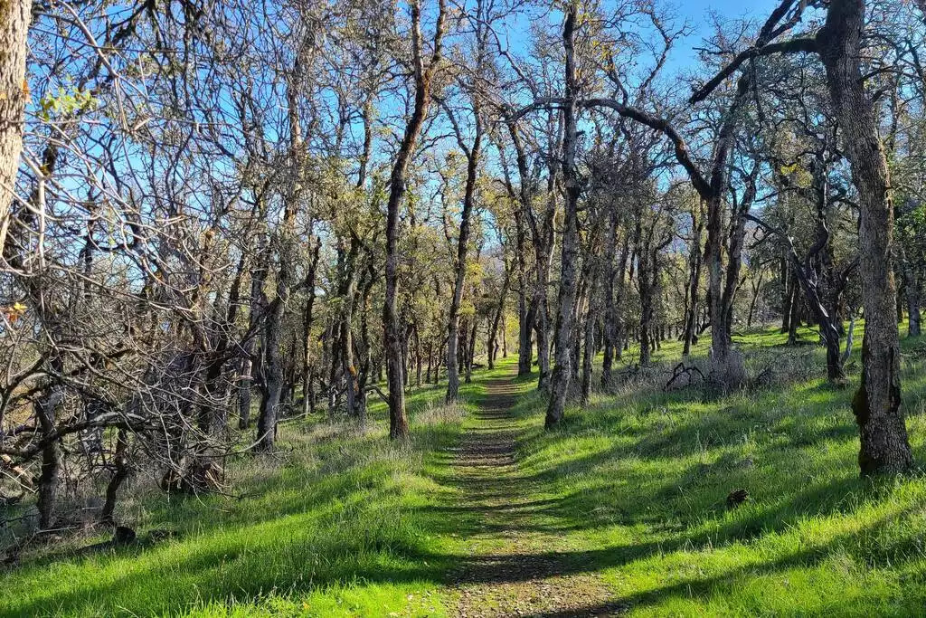 Take a hike in nearby Clear Lake State Park. Take a hike in nearby Clear Lake State Park. - NEW Unobstructed Lake/Mountain View home, movie rm - Kelseyville