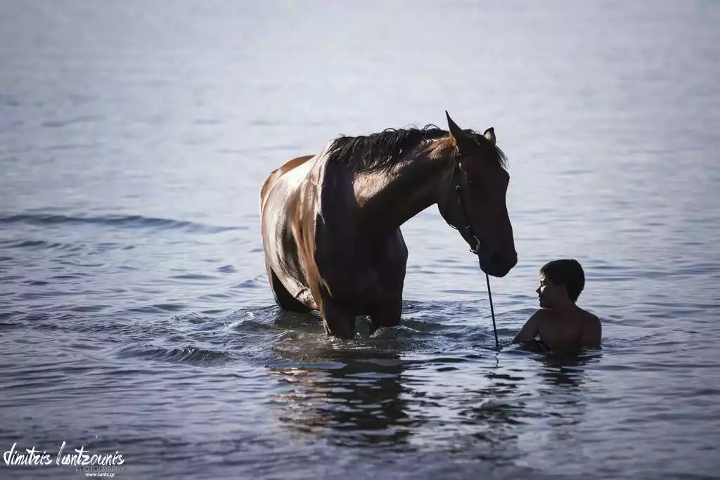 Ride a horse at the beach. Ask us for coupons! Ride a horse at the beach. Ask us for coupons! - Seafront Penthouse / LEO - Kalamata