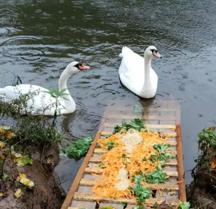 SanctuaryoftheSwan.com is Birdsboro, PA small, private ECO Nature Reserve hotel Hotels hotels near me airbnb near me hotels in birdsboro pa SanctuaryoftheSwan.com is Birdsboro, PA small, private ECO Nature Reserve hotel Hotels hotels near me airbnb near me hotels in birdsboro pa - LUX APT, 10 min to Reading Hospital, Tower Health - Birdsboro