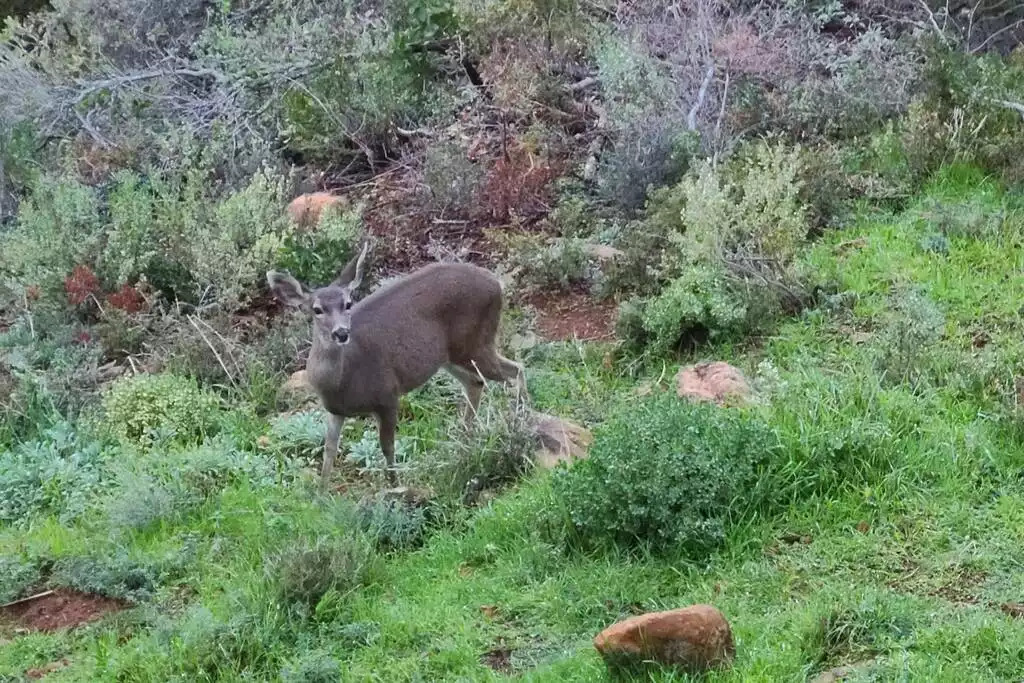 Hello there! Visitors on the back yard! Hello there! Visitors on the back yard! - NEW Unobstructed Lake/Mountain View home, movie rm - Kelseyville