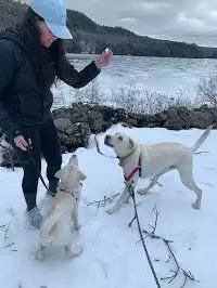 Pet friendly Pet friendly - Vermont Cottage Amherst Lake & Sanctuary - Plymouth