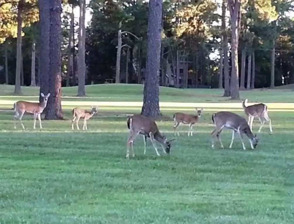 Enjoy the wildlife that roam freely throughout our peaceful paradise. Here the deer are visiting the scenic golf course.