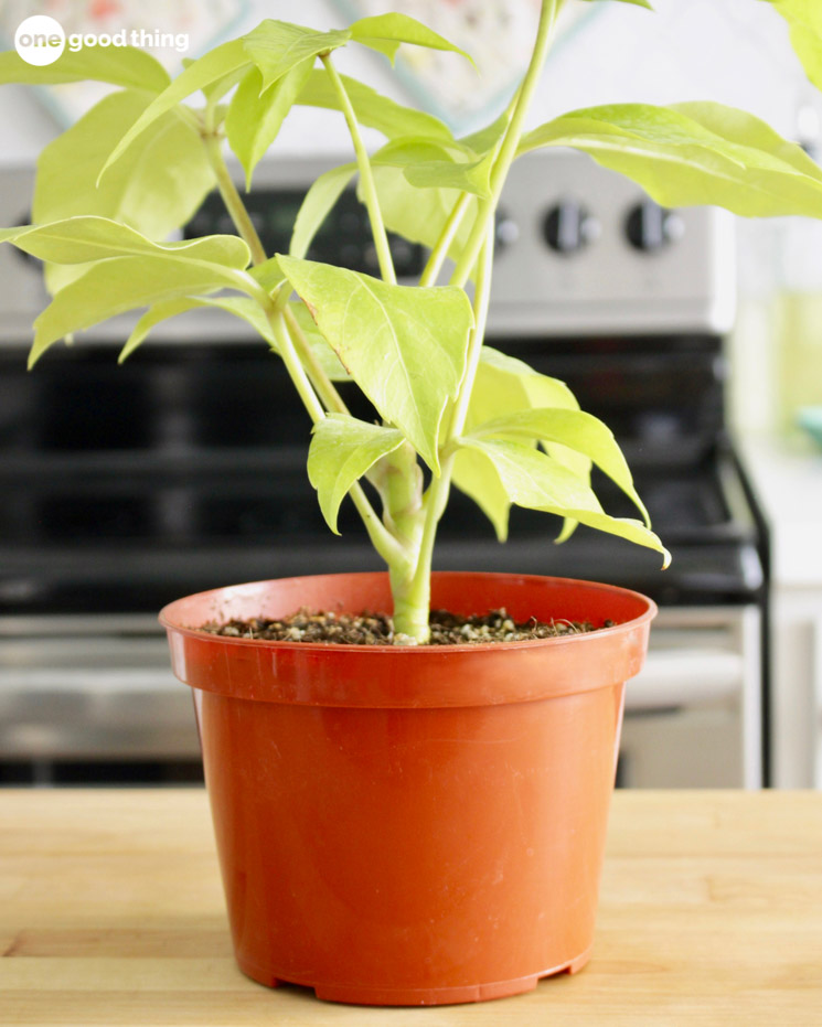 house plant