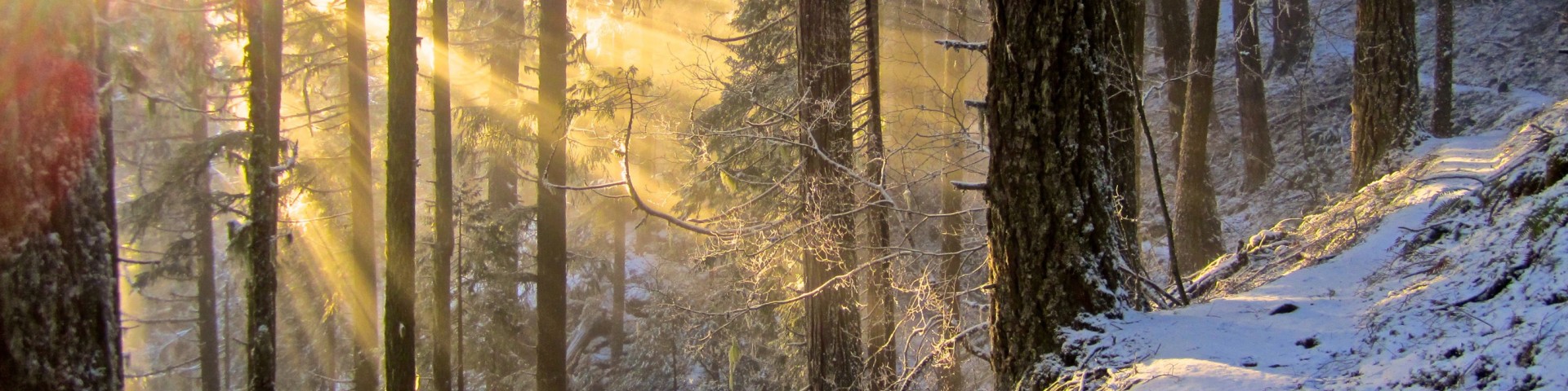 Malheur National Forest Cover