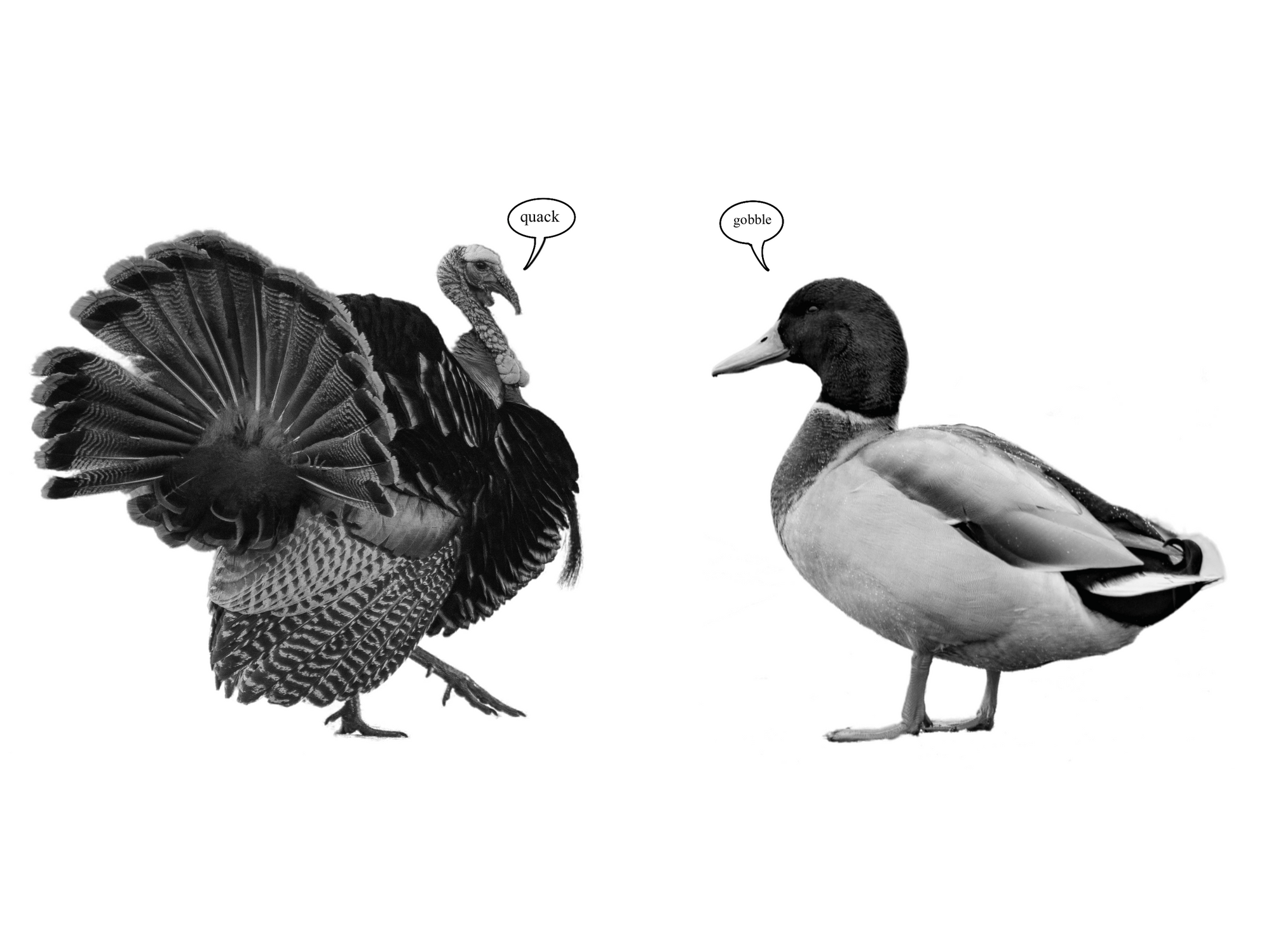 Thanksgiving Turkey Alternatives