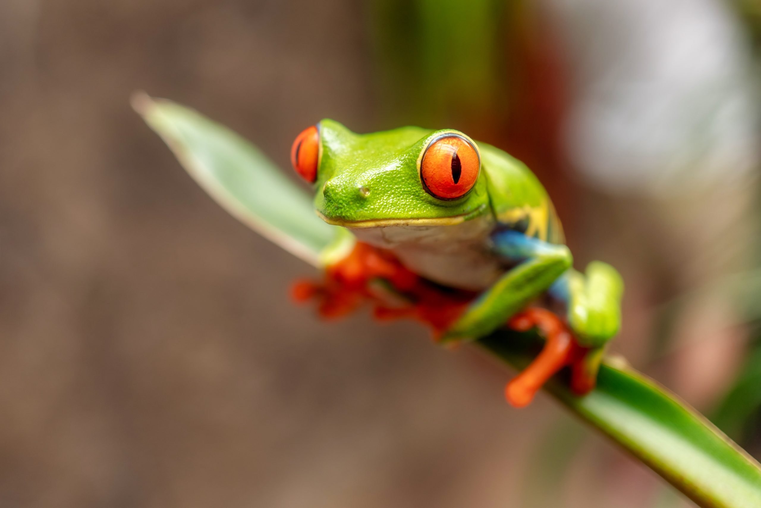 red eyed tree frog