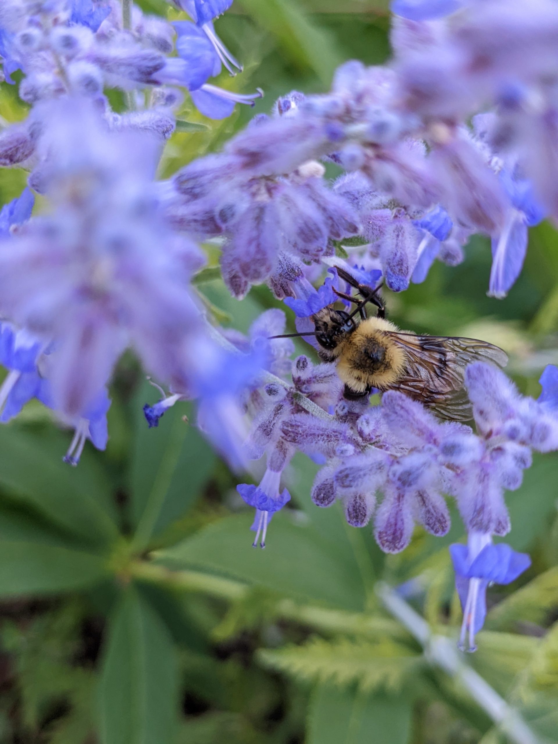 Best Flowers For Bees