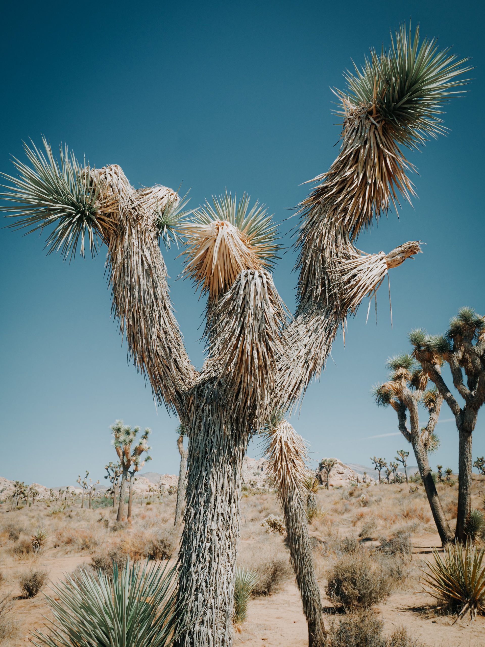joshua tree