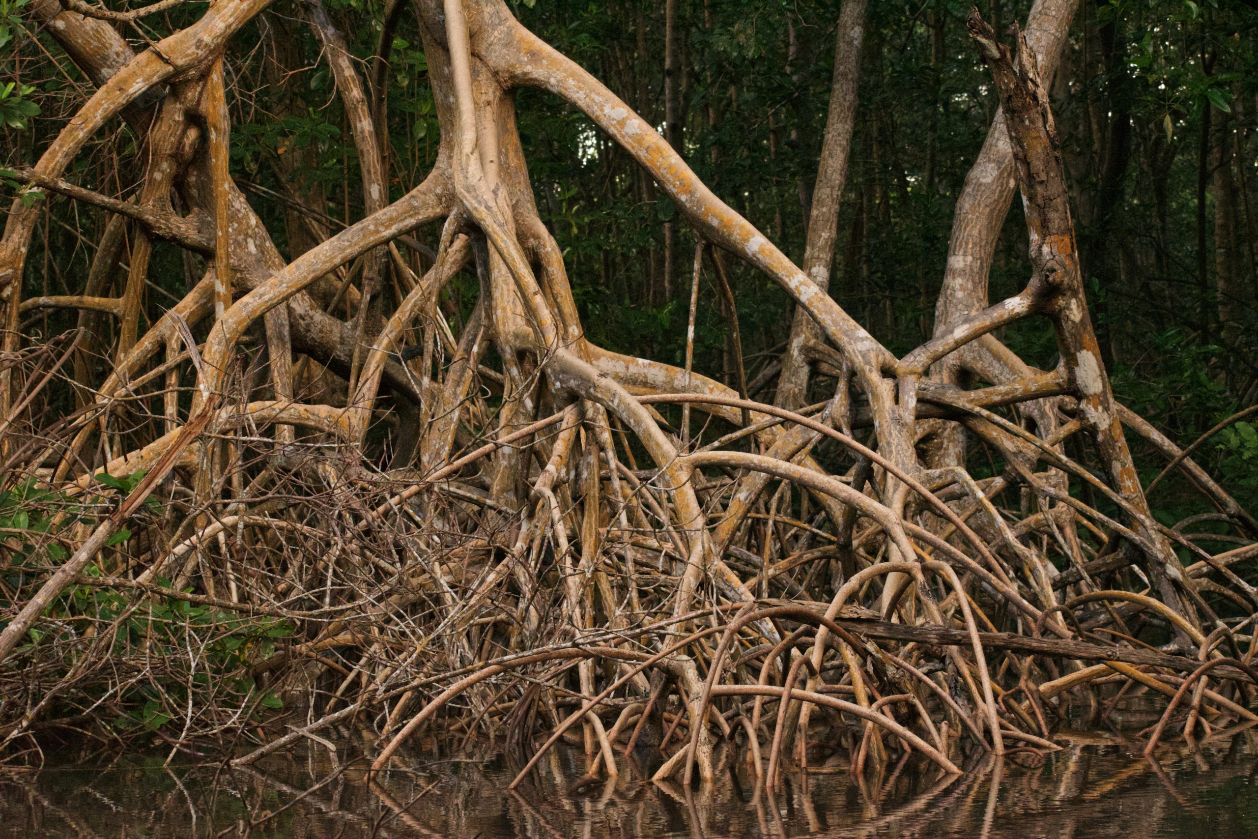 mangrove trees