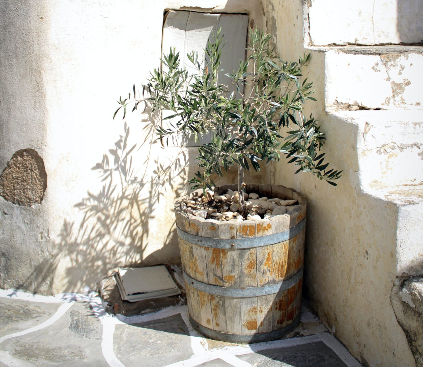Trees You Can Grow In Containers