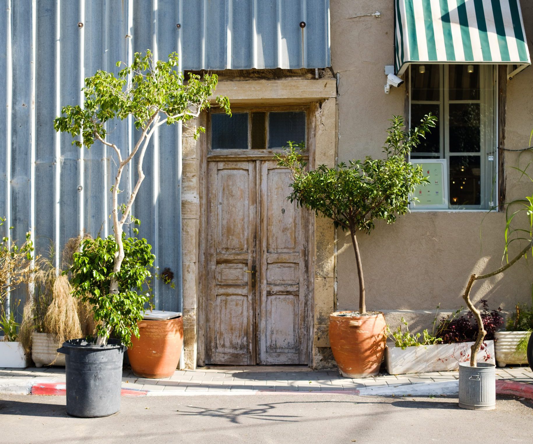 Trees You Can Grow In Containers