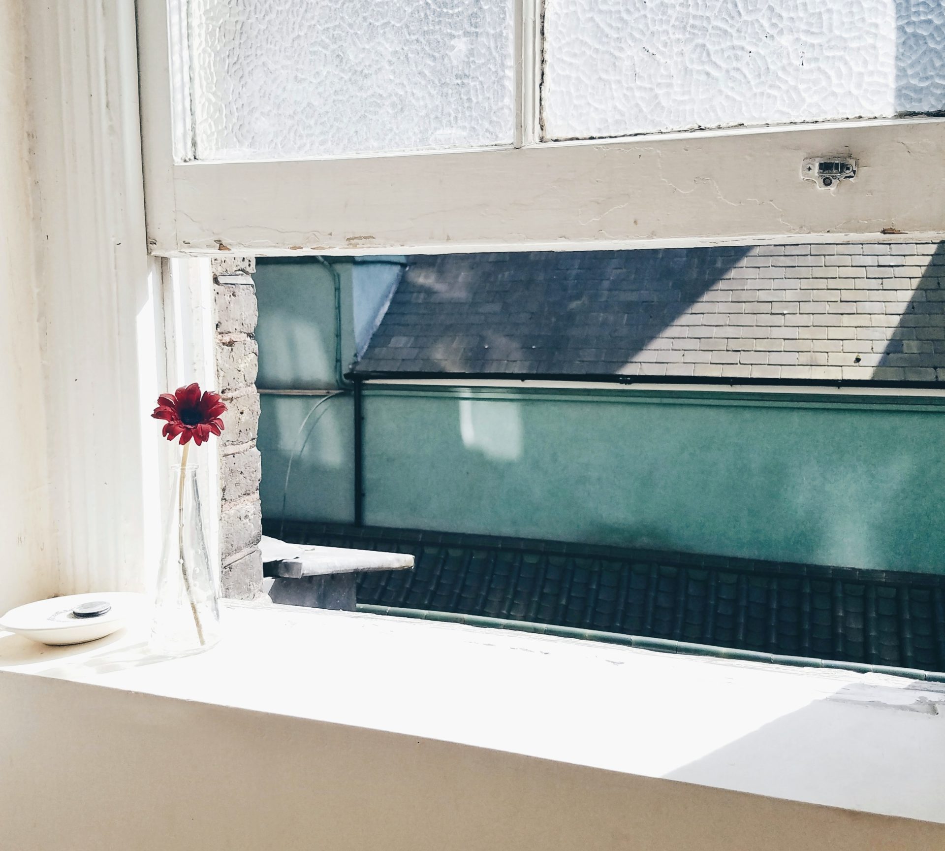 grow a pine tree from a pine cone