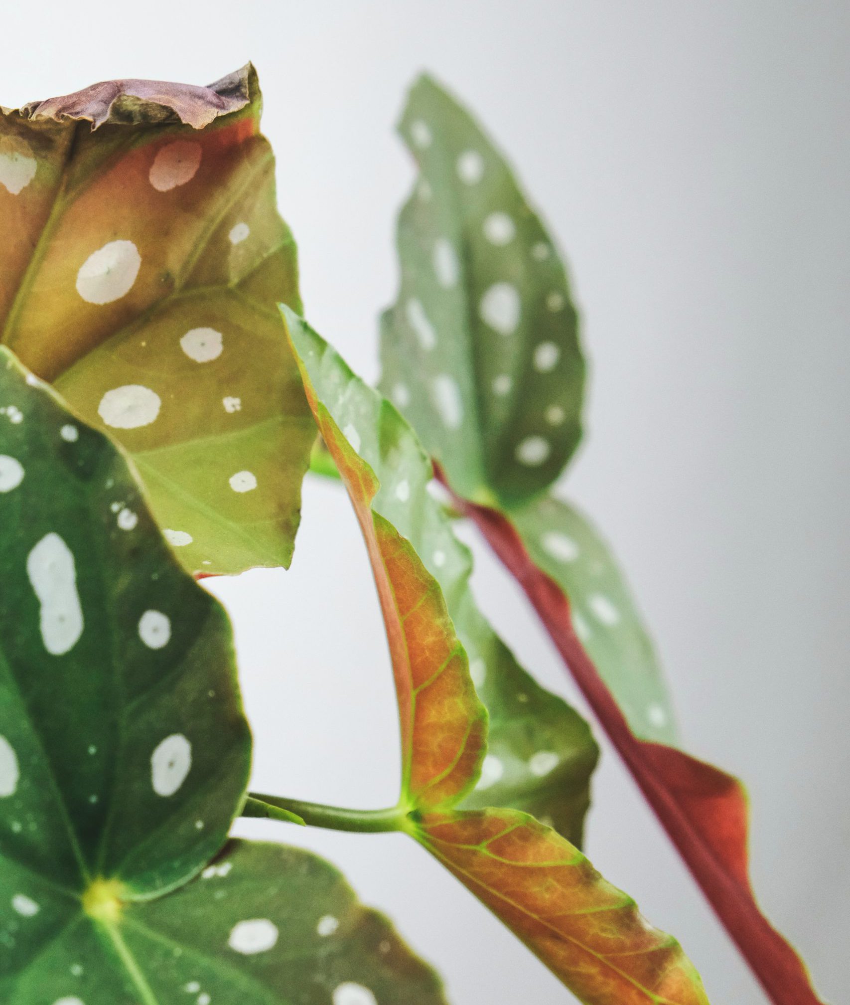 keep house plants happy during the winter.